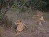 smallafrica2009-1388
