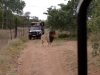 smallafrica2009-1429