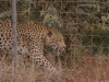 smallafrica2009-1511