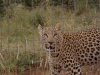 smallafrica2009-1556