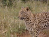 smallafrica2009-1557