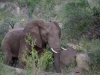 smallafrica2009-1741