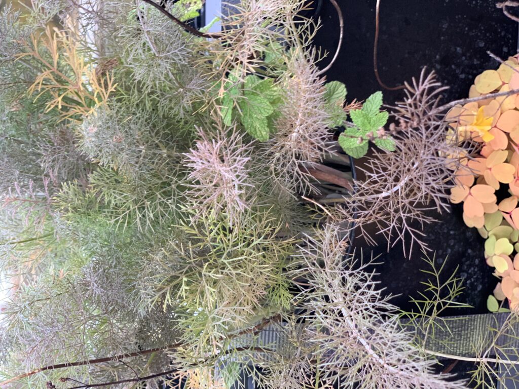 bronze fennel or red fennel - Foeniculum vulgare var. purpurascens