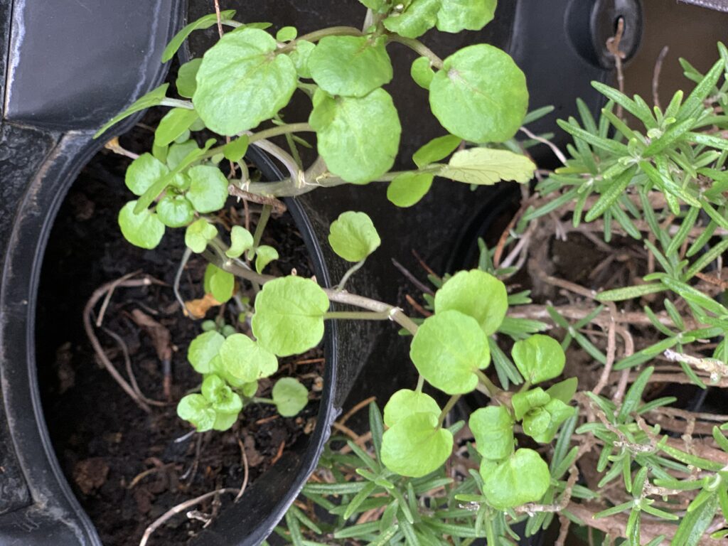 water cress